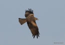 Black Kite (Milvus migrans)