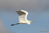 Great Egret (Egretta alba) Ad-W