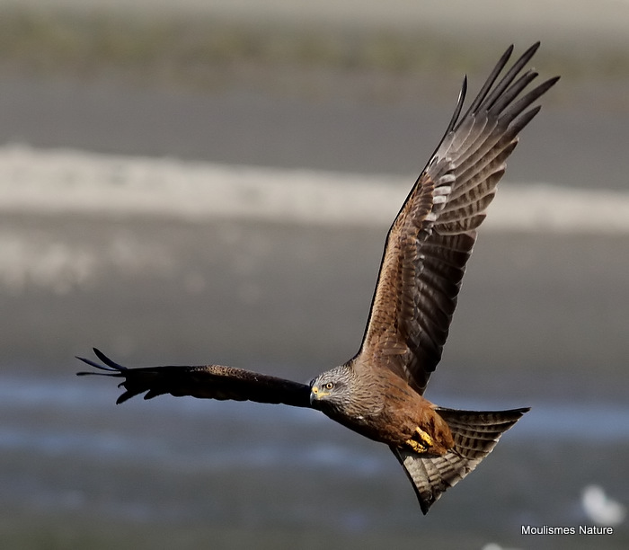 Black Kite (Milvus migrans)