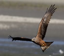 Black Kite (Milvus migrans)