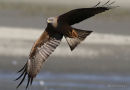 Black Kite (Milvus migrans)
