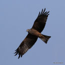Black Kite (Milvus migrans)