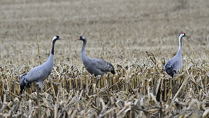 Grus grus 2 ads + 1 imm