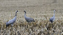 Grus grus 2 ads + 1 imm