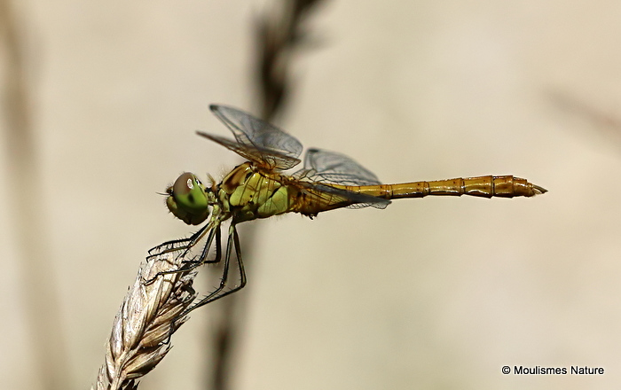 Southern Darter (Sympetrum meridionale) M-Imm