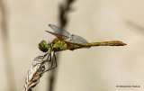 Southern Darter (Sympetrum meridionale) M-Imm
