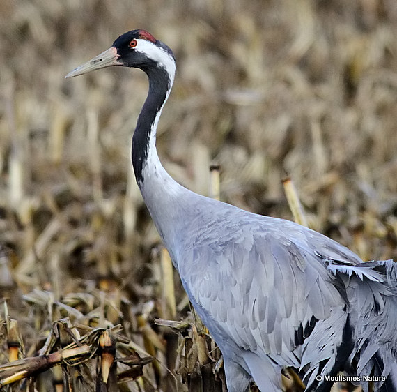 Grus grus ad