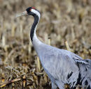 Grus grus ad