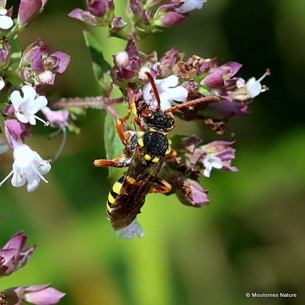 Blunthorn Nomad Bee (Nomada flavopicta)
