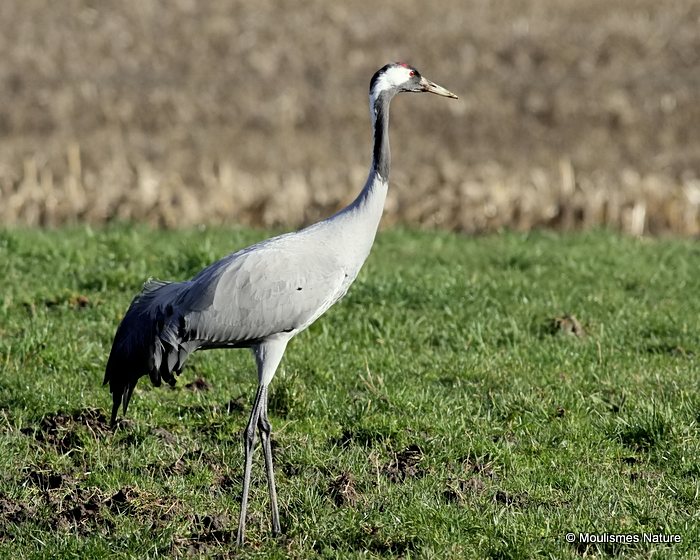 Grus grus ad