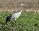 Grus grus ad