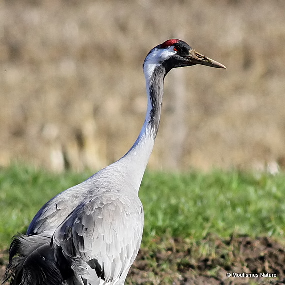 Grus grus ad