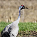 Grus grus ad