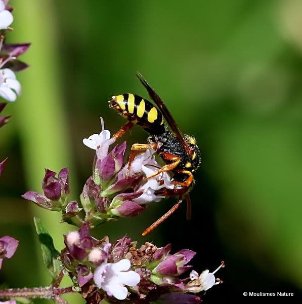 Blunthorn Nomad Bee (Nomada flavopicta)