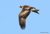 Booted Eagle (Hieraaetus pennatus) El Hondo