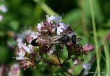Podalonia hirsuta (Hairy Sand Wasp)