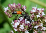 Podalonia hirsuta (Hairy Sand Wasp)