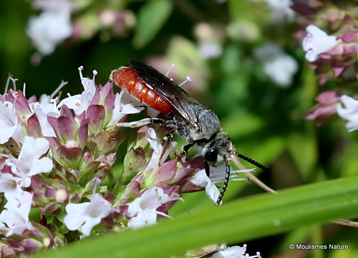 Sphecodes albilabris (Halictidae) F