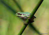 Common Tree Frog (Hyla arborea)