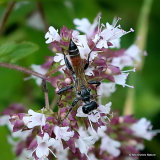 Prionyx kirbii (Sphecidae)
