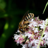 Unidentified bee sp.