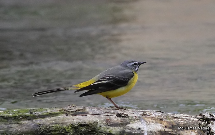 Grey Wagtail (Motacilla cinerea) M-S