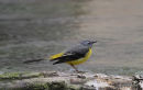 Grey Wagtail (Motacilla cinerea) M-S