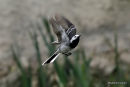White Wagtail (Motacilla alba) M