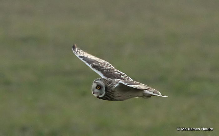 Short-eared Owl (Asio flammeus)