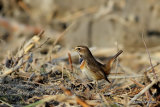 Bluethroat (Luscinia svecica) El Hondo