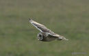 Short-eared Owl (Asio flammeus)