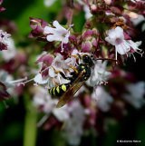 Blunthorn Nomad Bee (Nomada flavopicta)
