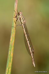 Winter Damselfly (Sympecma fusca) F
