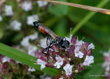 Prionyx kirbii (Sphecidae)