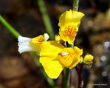 Utricularia vulgaris, Greater Bladderwort
