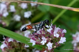 Prionyx kirbii (Sphecidae)
