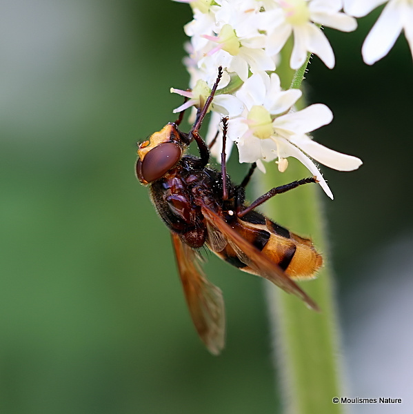 Volucella zonaria (Hornet Hoverfly) M