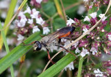 Sphex funerarius rufocinctus (Sphecidae)