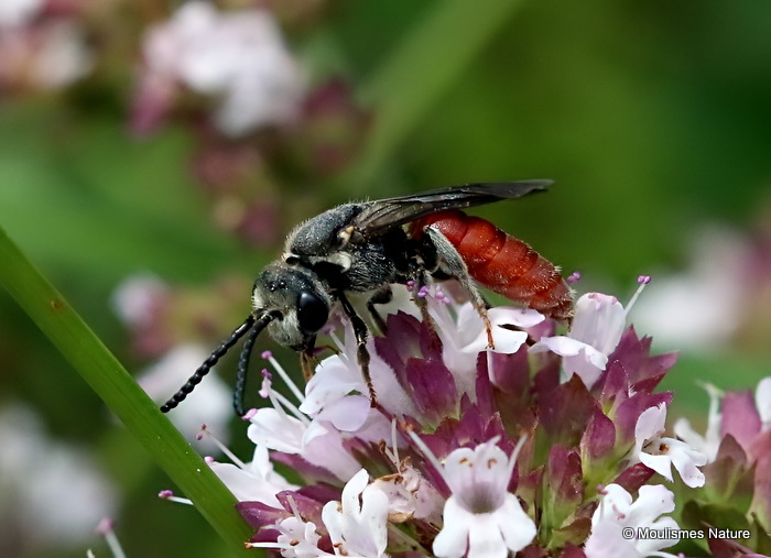 Sphecodes albilabris (Halictidae) F