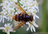 Volucella zonaria (Hornet Hoverfly) M