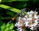 Ammophila sabulosa (Red-banded Sand Wasp)