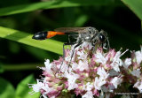 Red-banded Sand Wasp (Ammophila sabulosa)
