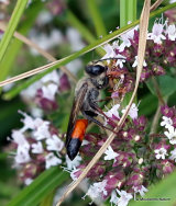 Sphex funerarius rufocinctus (Sphecidae)