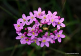 Centaurium erythraea, Common Centaury