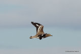 Stone Curlew (Burhinus oedicnemus) Los Nietos