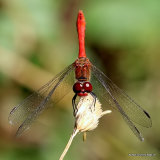 Ruddy Darter (Sympetrum sanguineum) M