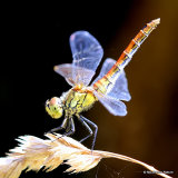 Ruddy Darter (Sympetrum sanguineum) F