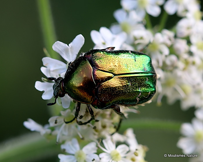 Chafer sp. cetonia aeruginosa