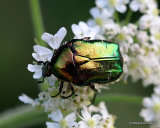 Chafer sp. cetonia aeruginosa