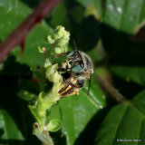 Long-horned bee sp. Tetraloniella graja F